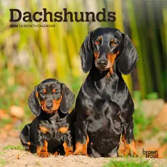 Dachshunds | 2026 7 x 14 Inch (Hanging) Monthly Mini Wall Calendar
