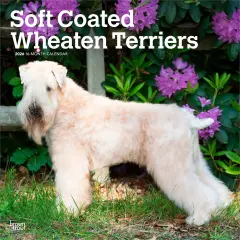 Soft Coated Wheaten Terriers | 2026 12 x 24 Inch (Hanging) Monthly Square Wall Calendar | Plastic-Free