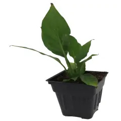 Disco Peace Lily Plant - Spathyphyllium - 2.5" Pot