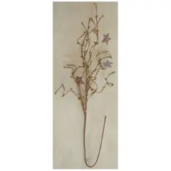 Decorative Pip & Star Spray Teastain