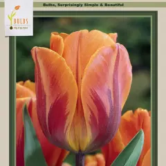 Princess Irene Triumph Tulip 7 Bulbs - 12/+ cm Bulbs
