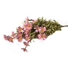 Mini Mountain Daisy Bush Pink