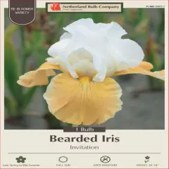 Invitation Bearded Iris - Rebloomer - Top Size Rhizome - New