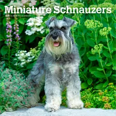 Miniature Schnauzers | 2026 12 x 24 Inch (Hanging) Monthly Square Wall Calendar | Plastic-Free