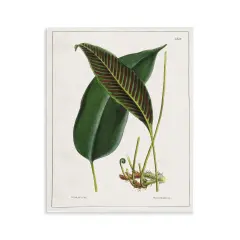 Stupell Industries Leaf and its Underside Study Wall Plaque Art Design by Tina Higgins Designs, Inc.