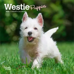 West Highland White Terrier Puppies | 2026 7 x 14 Inch (Hanging) Monthly Mini Wall Calendar