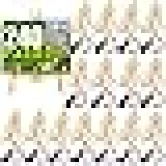 Brushes with Nylon Brush Head and