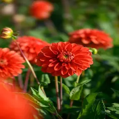 Happy Halloween Ball Flowering Dahlia - 1 Top Size Root Clump