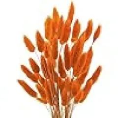 Dried Lagurus Ovatus