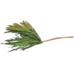 Icy Needle Pine Pick