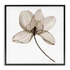 Stupell Industries Beige Opaque Blossom Framed Giclee Wall Art Design by Nan