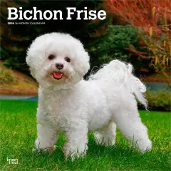 Bichon Frise | 2026 12 x 24 Inch (Hanging) Monthly Square Wall Calendar | Plastic-Free