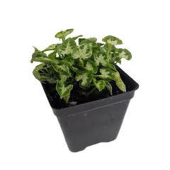 Tiny White Arrowhead Plant - Syngonium - Nepthytis - 2.5" Pot - Fairy Garden
