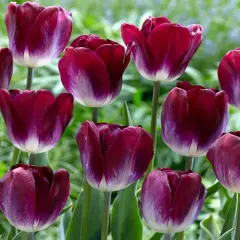 Kansas Proud Triumph Tulip 7 Bulbs - 12/+ cm Bulbs