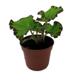 Baby Dress Begonia Plant - 2.5" Pot - Terrarium/Fairy Garden/HousePlant