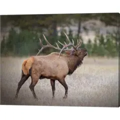 Bull Elk by Larry McFerrin 20" x 16" Canvas Wall Art