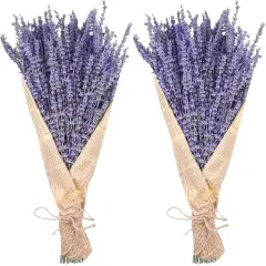 Dried Lavender Bundles, Natural Dried Lavender Flowers 280-300 Stems 16&ldquo; for Home Weeding Decoration Flower Arrangements Home Fragrance 2 Bundles