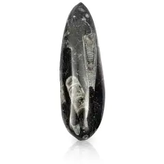 Orthoceras Bone Replica for Kids, Teaching Supplies Decoration (4.7 In) Multicolor