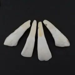 The Bead Chest Water Buffalo Tooth Pendants Set of 4 Nepal White Unusual Bone Large Hole