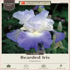 Clarence German Bearded Iris Rhizome - Rebloomer - #1 Top Size Root
