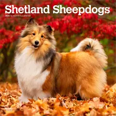 Shetland Sheepdogs | 2026 12 x 24 Inch (Hanging) Monthly Square Wall Calendar | Plastic-Free