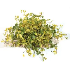 Bog Pimpernel Half Sphere 12"