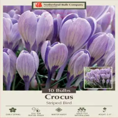 Striped Bird Snow Crocus - 10 Bulbs - 5/+ cm Bulbs
