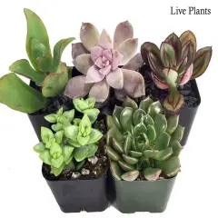 Succulent Terrarium & Fairy Garden Plants - 5 Different Plants in 2" Pots