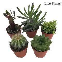 Instant Cactus/Succulent Collection - 5 Plants -Terrarium/Fairy Garden- 2" pots