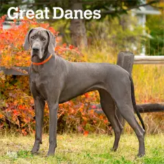 Great Danes | 2026 12 x 24 Inch (Hanging) Monthly Square Wall Calendar | Plastic-Free