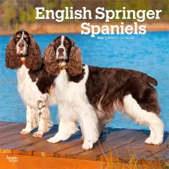 English Springer Spaniels | 2026 12 x 24 Inch (Hanging) Monthly Square Wall Calendar | Plastic-Free