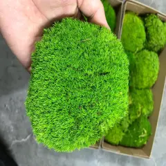 Preserved Pole Moss Pillow Bun Cushion Natural Green Decorative Real Natural Green DIY Kit Terrariums Gardenning Art Wall Decor Florist Decor Easter Table Wedding