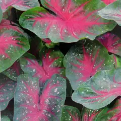 Caladium Party Punch 3 Bulbs -Pink/White/Green