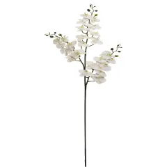 4PC 66" PHALAENOPS X3/24F/18B