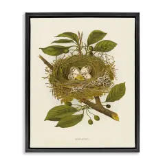 Stupell Industries Birdnest with Spotted Eggs Floater Framed Canvas Wall Art Design by Tina Higgins Designs, Inc.