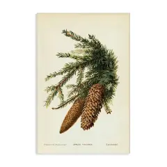 Stupell Industries Spruce & Fir Cones Canvas Wall Art Design by Tina Higgins Designs, Inc.