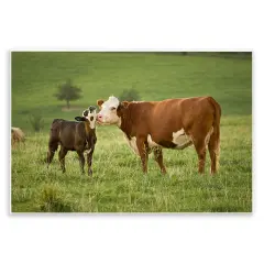 Stupell Industries Cow & Calf Preening Wall Plaque Art Design by Marty Hulsebos