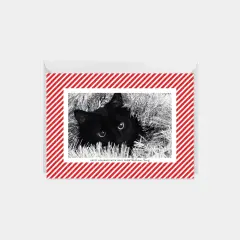 Candy Stripe Holiday Photo Card