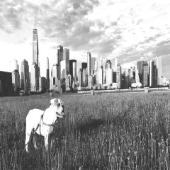 Framed English Bulldog Art with Black and White NYC Skyline