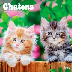 Chatons | 2026 12 x 24 Inch (Hanging) Monthly Square Wall Calendar | French Language