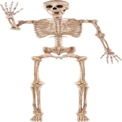 5.6 FT Halloween Posable Life Size Skeleton - Yellow