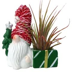 Ceramic Gnome with Red Hat Planter plus Live Air Plant - Tillandsia