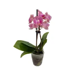 Surprise Moth Orchid Plant - Phalaenopsis - 2" Pot - Easy House Plant