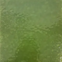 Wissmach ASPARAGUS English Muffle Stained Glass Sheet &ndash; Vintage Ripple Textured Art Glass for Mosaics, Panels, Lamps & DIY Crafts | Hand-selected by The Little Flowers