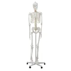 Richeson Skeleton Models - Life Size, 66" Tall