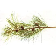 Long Needle Pine Spray - 28"