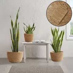 3pc Seagrass Planter Baskets with Liners, Indoor Plant Flower Pot Covers Natural