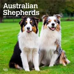 Australian Shepherds | 2026 12 x 24 Inch (Hanging) Monthly Square Wall Calendar | Plastic-Free