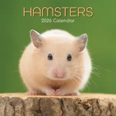 The Gifted Stationary 2026 Square Wall Calendar, Hamsters, 16-Month Animals Theme Hanging Calendar with 180 Reminder Stickers, Month Planner for Home, or Creative Spaces, 12x12 In Multicolor