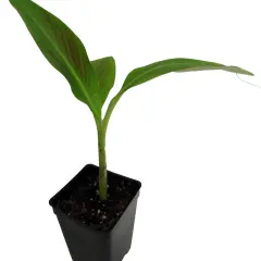 Siam Ruby Banana Plant - Musa - 2.5" Pot